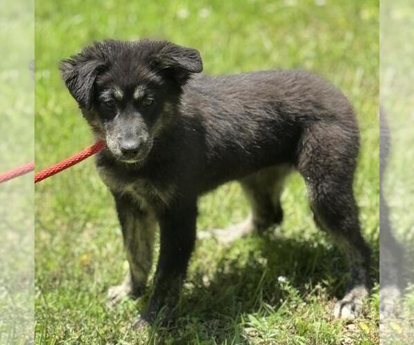 Medium Photo #2 Huskies -Unknown Mix Puppy For Sale in Yardley, PA, USA
