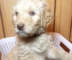Puppy Duke Double Doodle