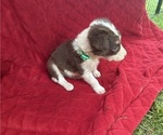 Small Photo #16 Borador Puppy For Sale in MARION, VA, USA