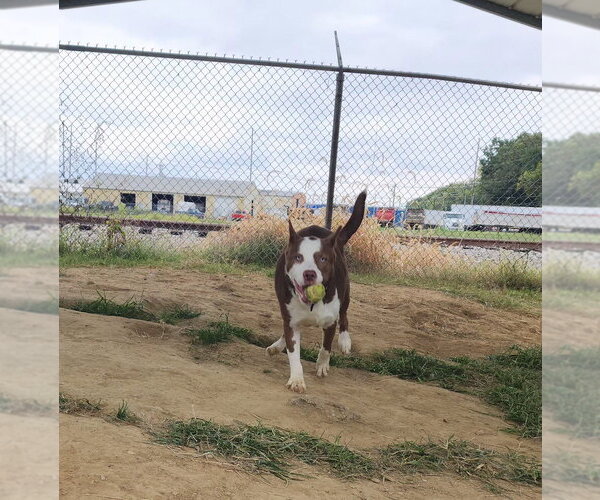 Medium Photo #4 Gerberian Shepsky Puppy For Sale in Evansville, IN, USA