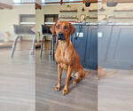 Small Photo #1 Rhodesian Ridgeback Puppy For Sale in CASTLE ROCK, CO, USA
