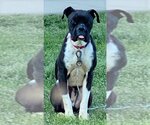 Small #7 Boston Terrier-Boxer Mix