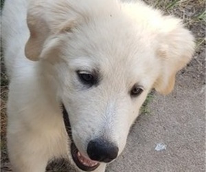 Great Pyrenees Puppy for sale in HOUSTON, TX, USA