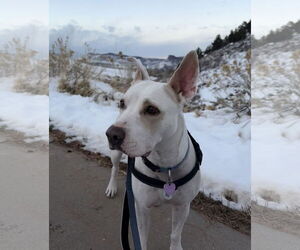 American Staffordshire Terrier-Unknown Mix Dogs for adoption in Aurora, CO, USA