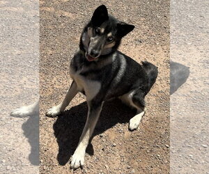 Shadow - Female Gerberian Shepsky Dog for Adoption - Photo #2