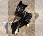 Small Photo #2 Gerberian Shepsky Puppy For Sale in Cedar Crest, NM, USA