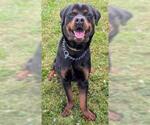 Small Rottweiler