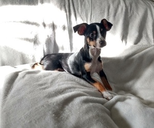 Rat-Cha Puppy for sale in CHERRY VALLEY, IL, USA