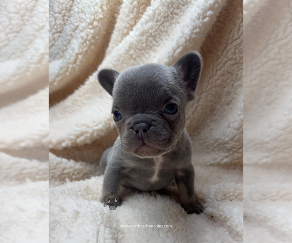 Medium Photo #1 French Bulldog Puppy For Sale in SACRAMENTO, CA, USA