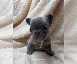 French Bulldog Puppy for sale in SACRAMENTO, CA, USA