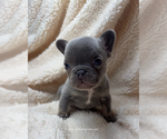 Small French Bulldog