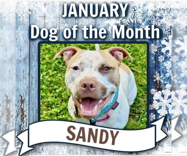 Medium Photo #8 American Staffordshire Terrier-Unknown Mix Puppy For Sale in Rockaway, NJ, USA