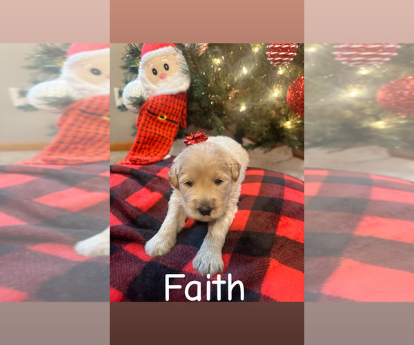 Medium Photo #10 Pyredoodle Puppy For Sale in MINSTER, OH, USA