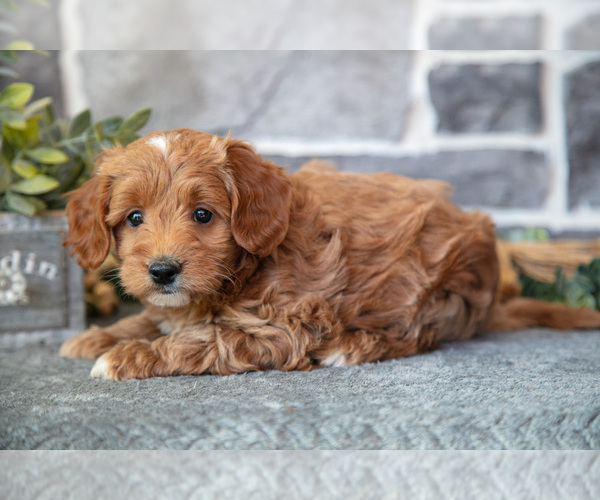 Medium Photo #3 Goldendoodle (Miniature) Puppy For Sale in MIFFLINBURG, PA, USA
