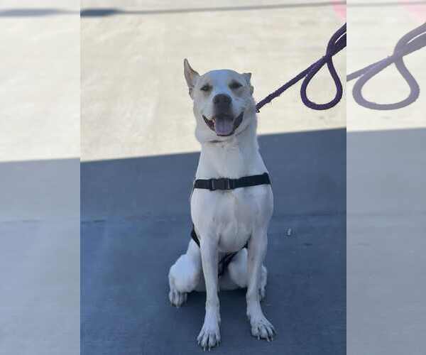 Medium Photo #3 Mutt Puppy For Sale in McKinney, TX, USA