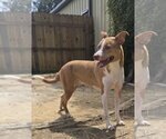 Small Photo #1 Black Mouth Cur-Labrador Retriever Mix Puppy For Sale in Jackson, MS, USA