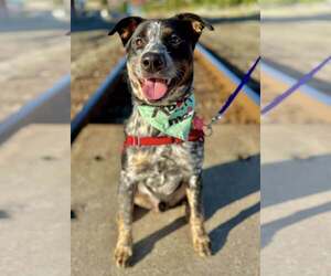 Mutt Dogs for adoption in Bellingham, WA, USA