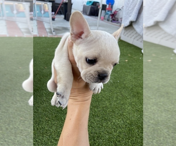 Medium Photo #4 French Bulldog Puppy For Sale in DOWNEY, CA, USA