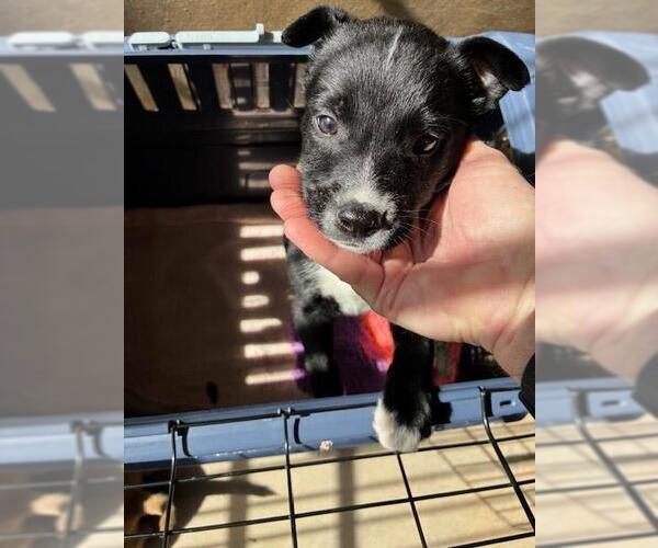 Medium Photo #1 German Shepherd Dog-Unknown Mix Puppy For Sale in Chula Vista, CA, USA