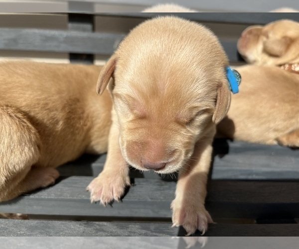 Medium Photo #8 Labrador Retriever Puppy For Sale in BARTLETT, IL, USA