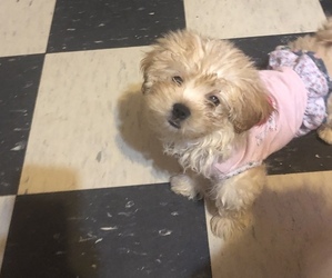 Morkie Puppy for sale in NAUGATUCK, CT, USA