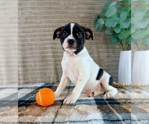 Brat Puppy for Sale in GREENFIELD, Indiana USA
