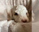 Small #2 Cavapoo