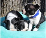 Small Photo #3 Boston Terrier Puppy For Sale in HUGHESVILLE, MD, USA