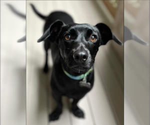 Dachshund-Unknown Mix Dogs for adoption in Cranston, RI, USA