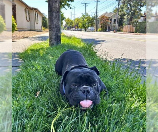 Medium Photo #1 Bulldog-Unknown Mix Puppy For Sale in Alameda, CA, USA