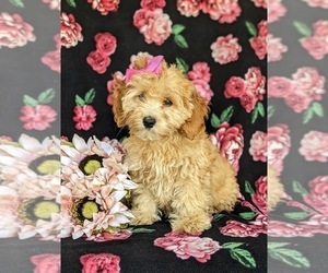 Cock-A-Poo Puppy for sale in KIRKWOOD, PA, USA