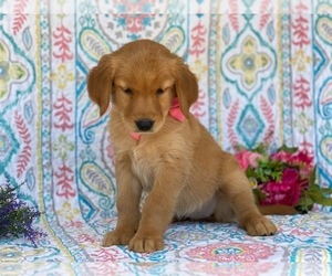 Golden Retriever Puppy for sale in LANCASTER, PA, USA