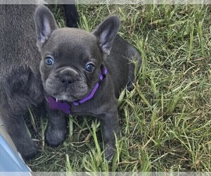 French Bulldog Puppy for sale in COLUMBUS, GA, USA