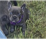 Image preview for Ad Listing. Nickname: Princess