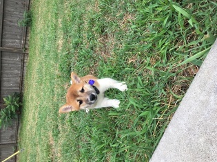 Shiba Inu Puppy for sale in REPUBLIC, MO, USA