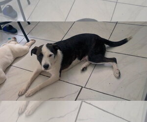 Labrador Retriever-Unknown Mix Dogs for adoption in Rockaway, NJ, USA