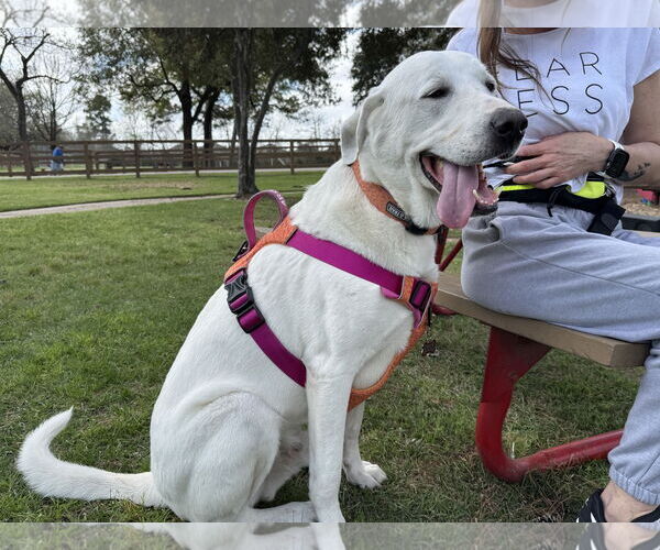 Medium Photo #6 Great Pyrenees-Unknown Mix Puppy For Sale in Houston, TX, USA