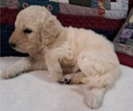 Puppy Female 1 Goldendoodle