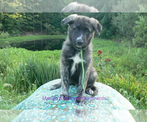 German Shepherd Dog Puppy for Sale in PIEDMONT, Missouri USA