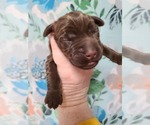 Small Photo #7 Labradoodle Puppy For Sale in JACKSON, MN, USA