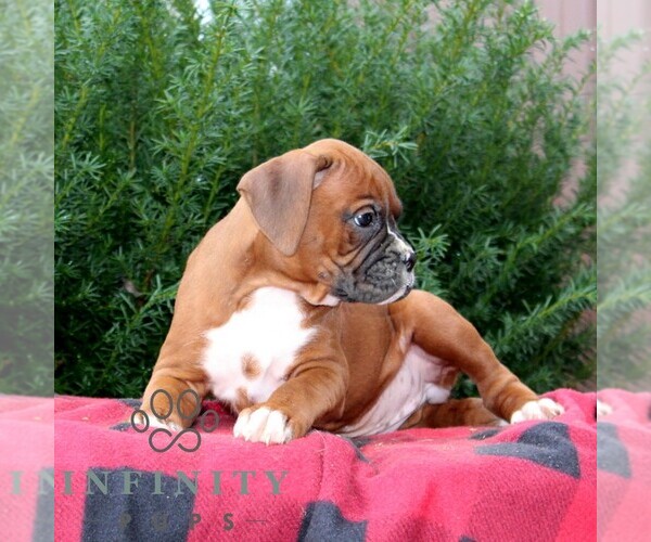 Medium Photo #3 Boxer Puppy For Sale in QUARRYVILLE, PA, USA