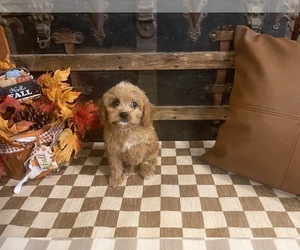 Cavapoo (Miniature) Puppy for Sale in FULTON, Kansas USA