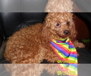 Medium Poodle (Miniature)