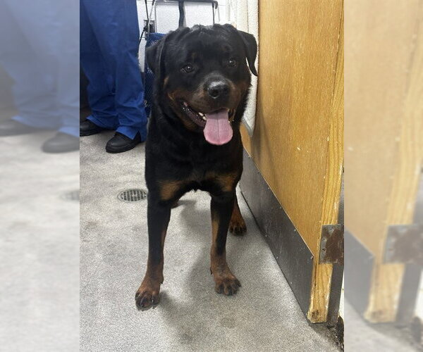 Medium Photo #1 Rottweiler Puppy For Sale in Forestville, MD, USA