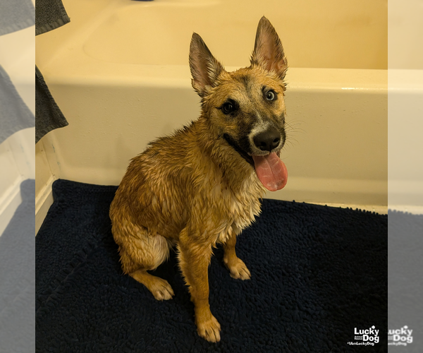 Medium Photo #14 Chihuahua-Unknown Mix Puppy For Sale in Washington, DC, USA