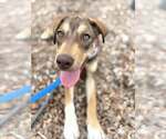 Small #1 Catahoula Leopard Dog