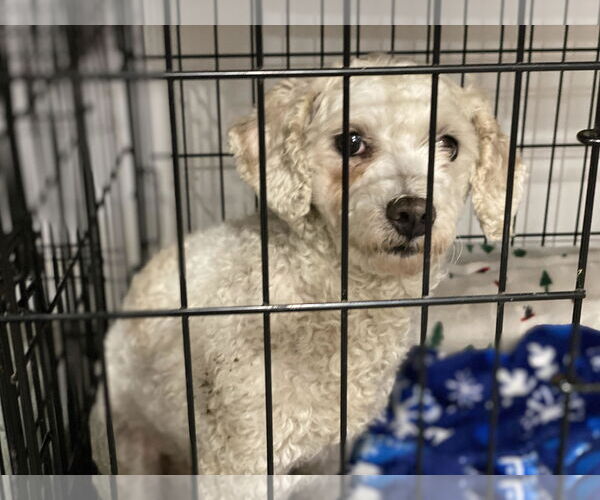 Medium Photo #1 Mutt Puppy For Sale in Lewistown, PA, USA