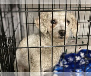 Mutt Dogs for adoption in Lewistown, PA, USA