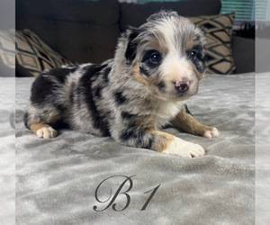 Medium Australian Shepherd