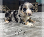 Puppy Boy 1 Australian Shepherd